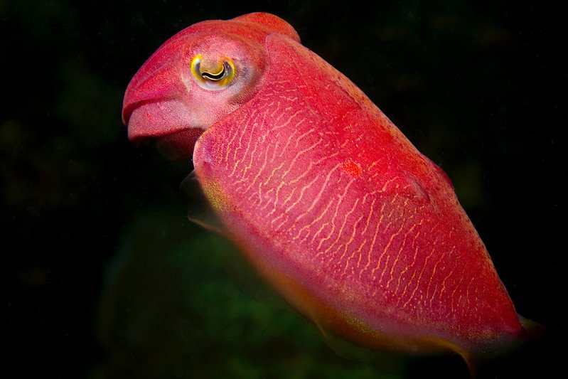 Jungarra Ngarrian Conservation Project
