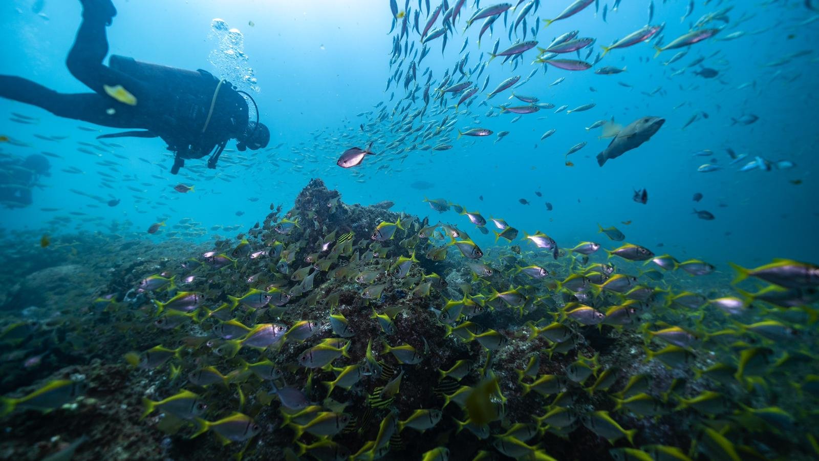 Volunteer at Cook Island