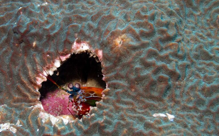 Mantis shrimp sheltering inside a brain coral