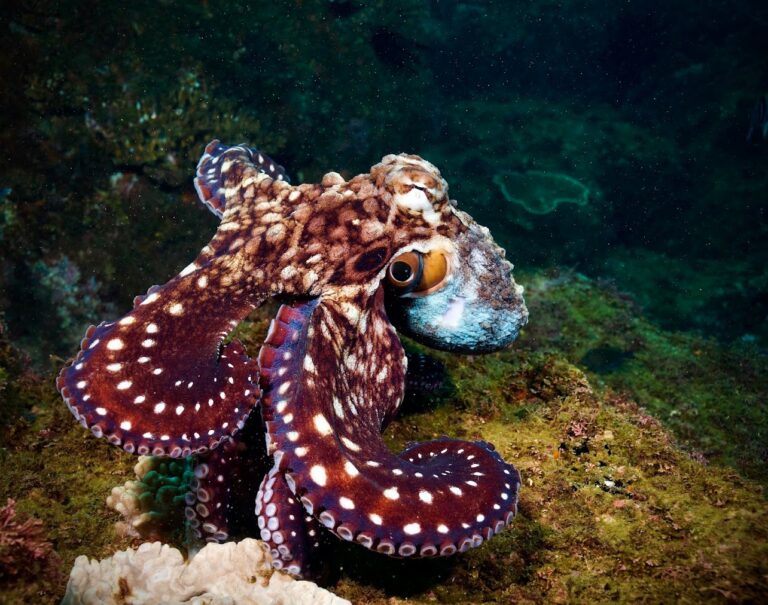 Octopus on the reef at Cook Island
