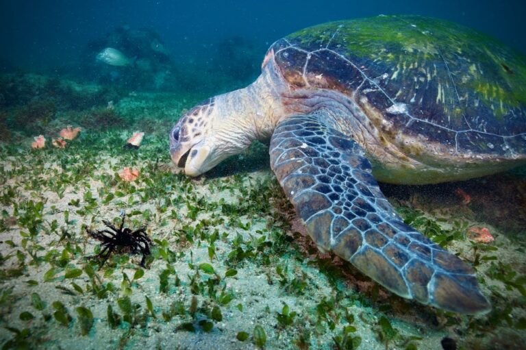Green turtle feeding on the seagrass meadow