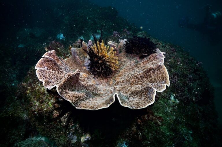 Plate coral with feather stars