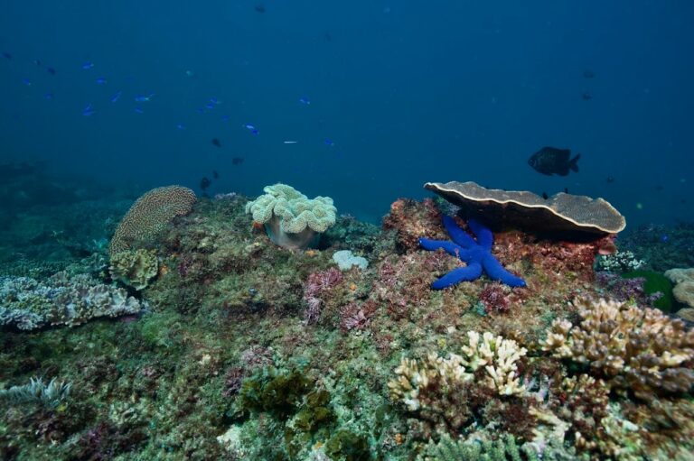 Blue sea star on the reef