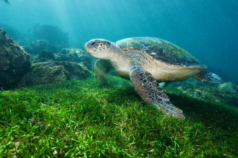 Green turtle swimming over seagrass