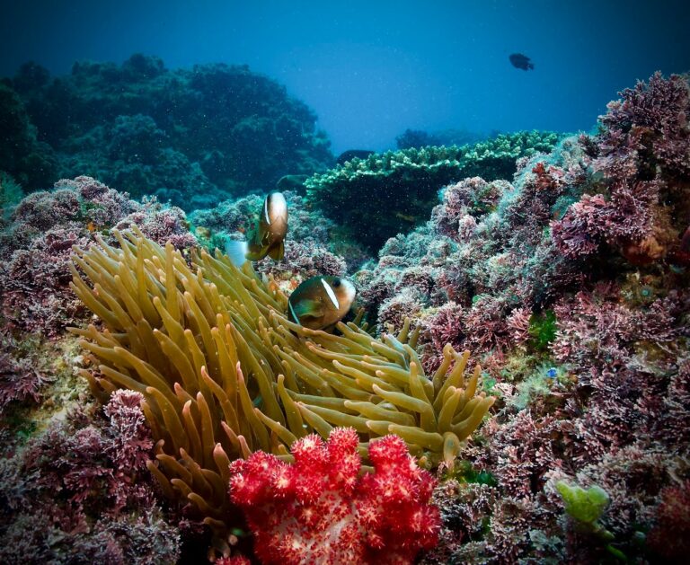 Anemonefish sheltering in an anemone beside soft coral