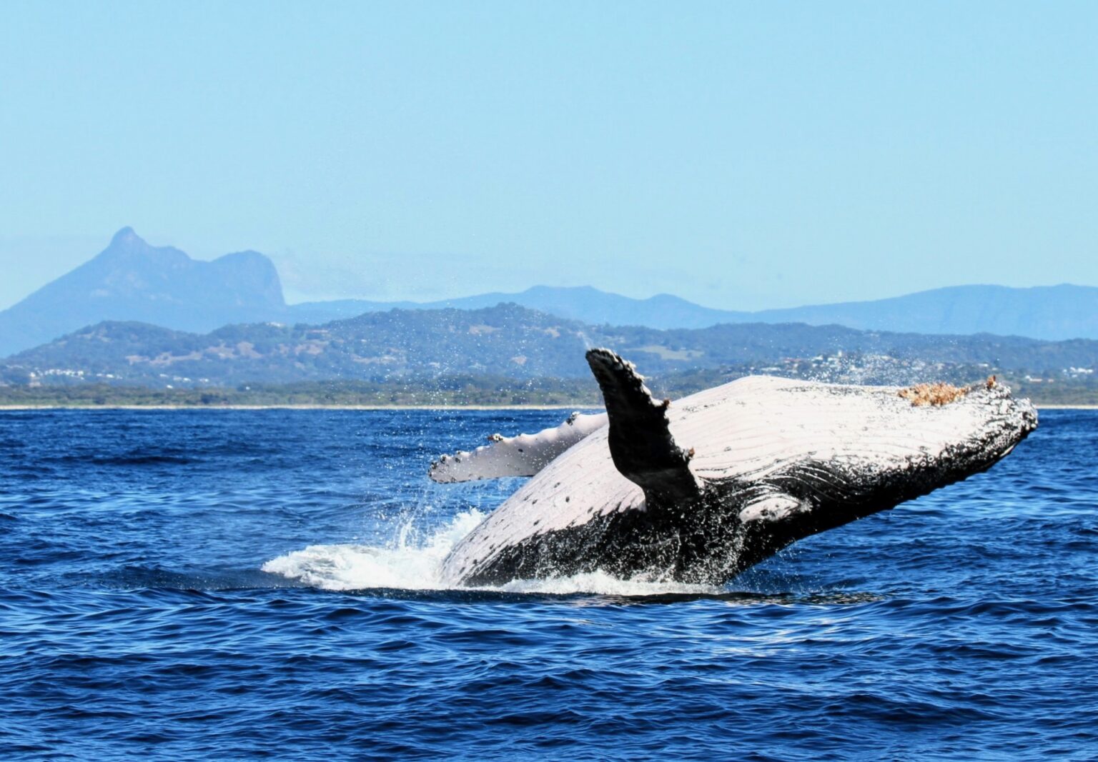 A humpback whale breaching off the Tweed Coast with Wollumbin in the distance