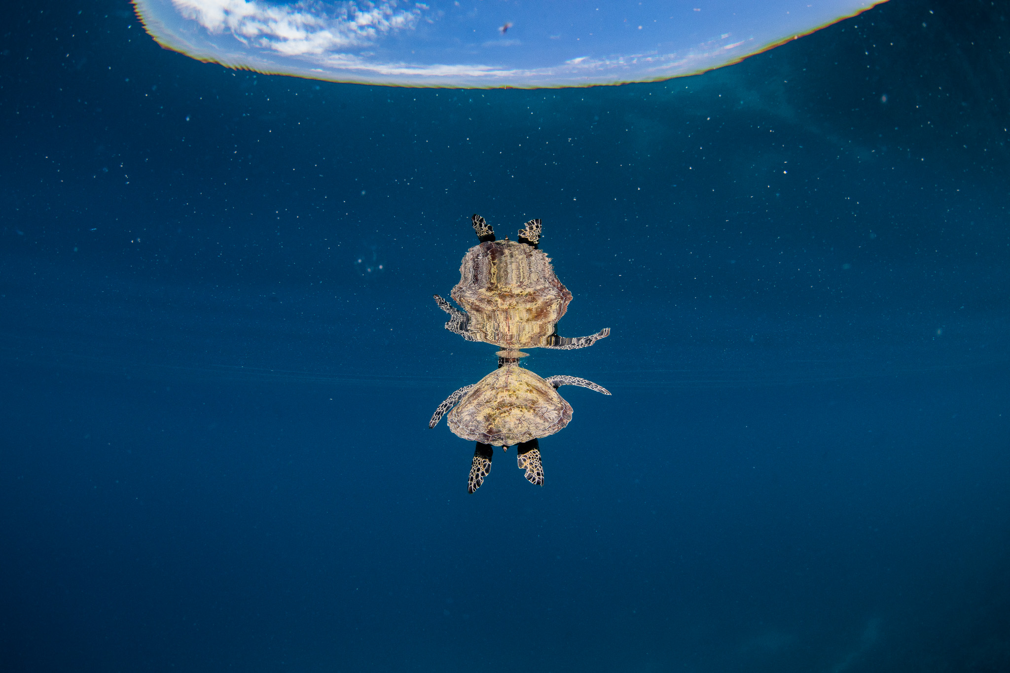 World Oceans Day: Cook Island Ocean Celebration