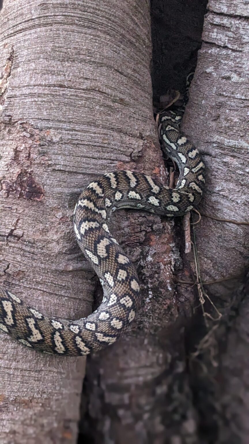 Carpet python coiled on a tree trunk