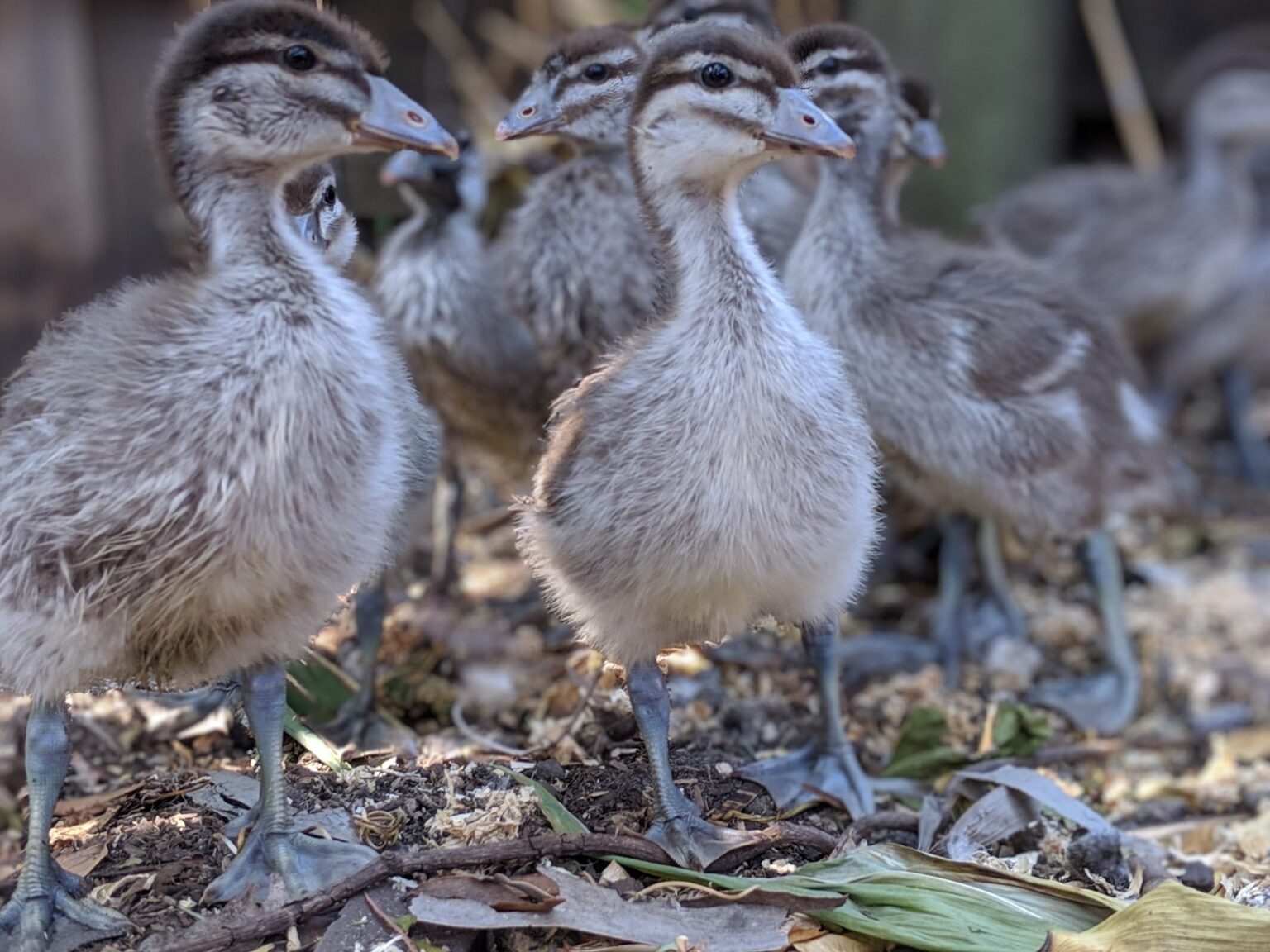 Ducklings foraging in leaf litter