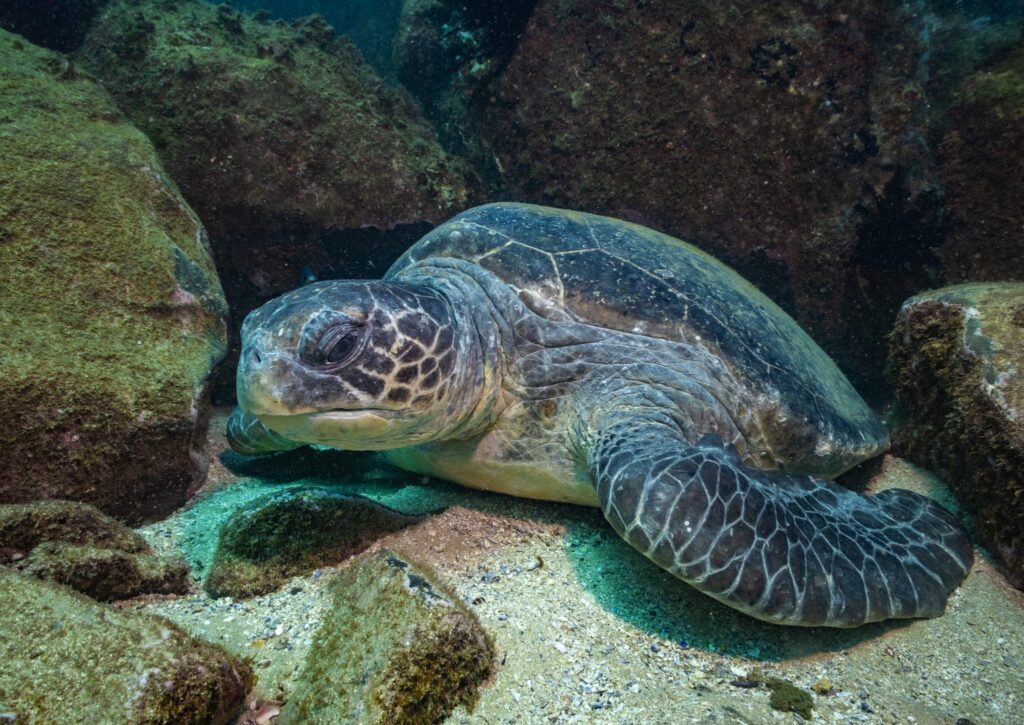Green turtle resting among rocks underwater