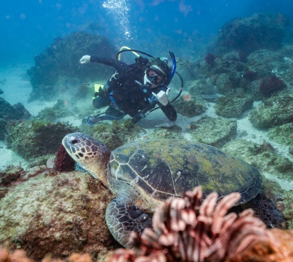 Scuba diver surveying a green turtle on the reef