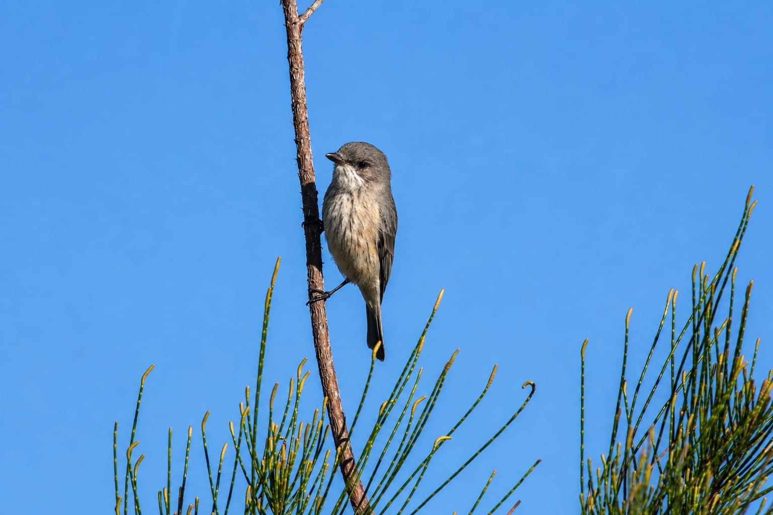 Small bird perched on a branch above Cook Island Aquatic Reserve