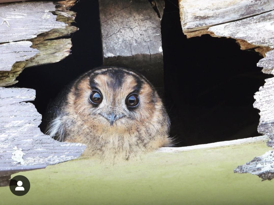 Owl looking out from a hollow at Cook Island Aquatic Reserve
