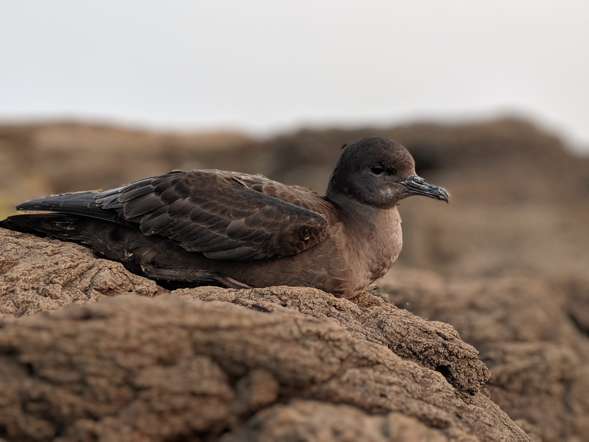 BirdLife Australia Seabird Survey
