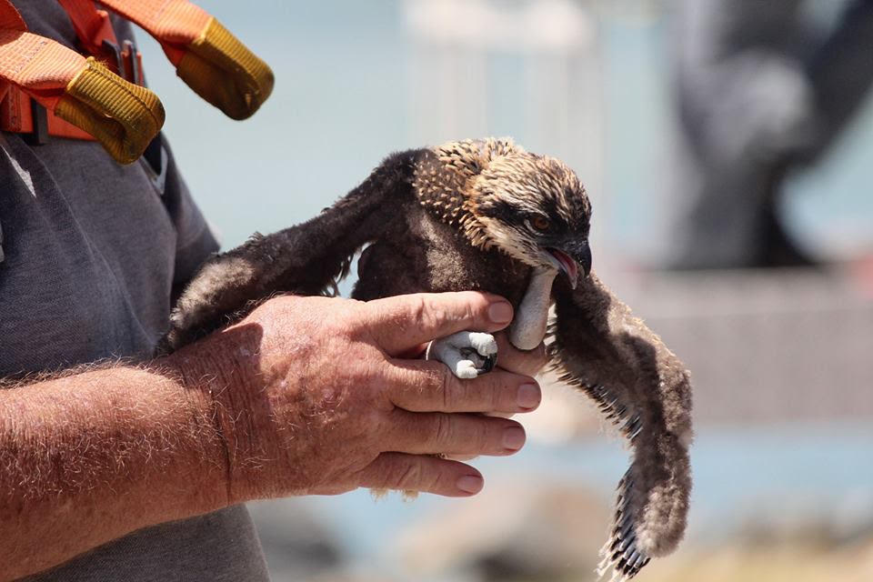 Wildlife Rescue 101 film series