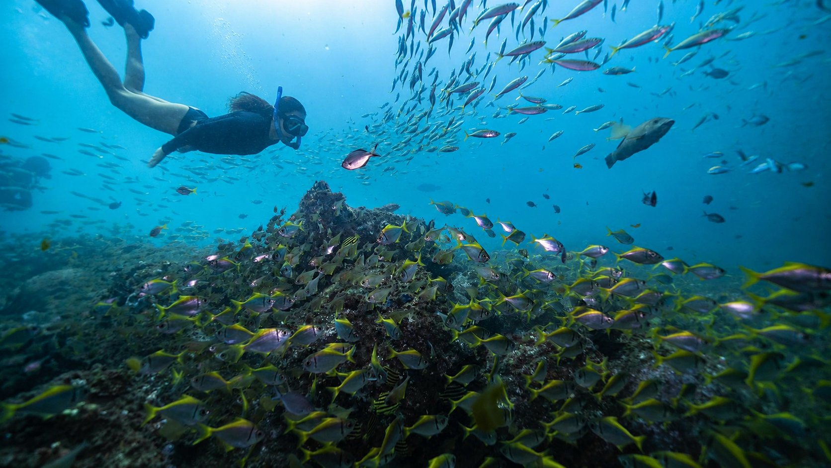 A snorkeller above a reef crowded with schooling fish