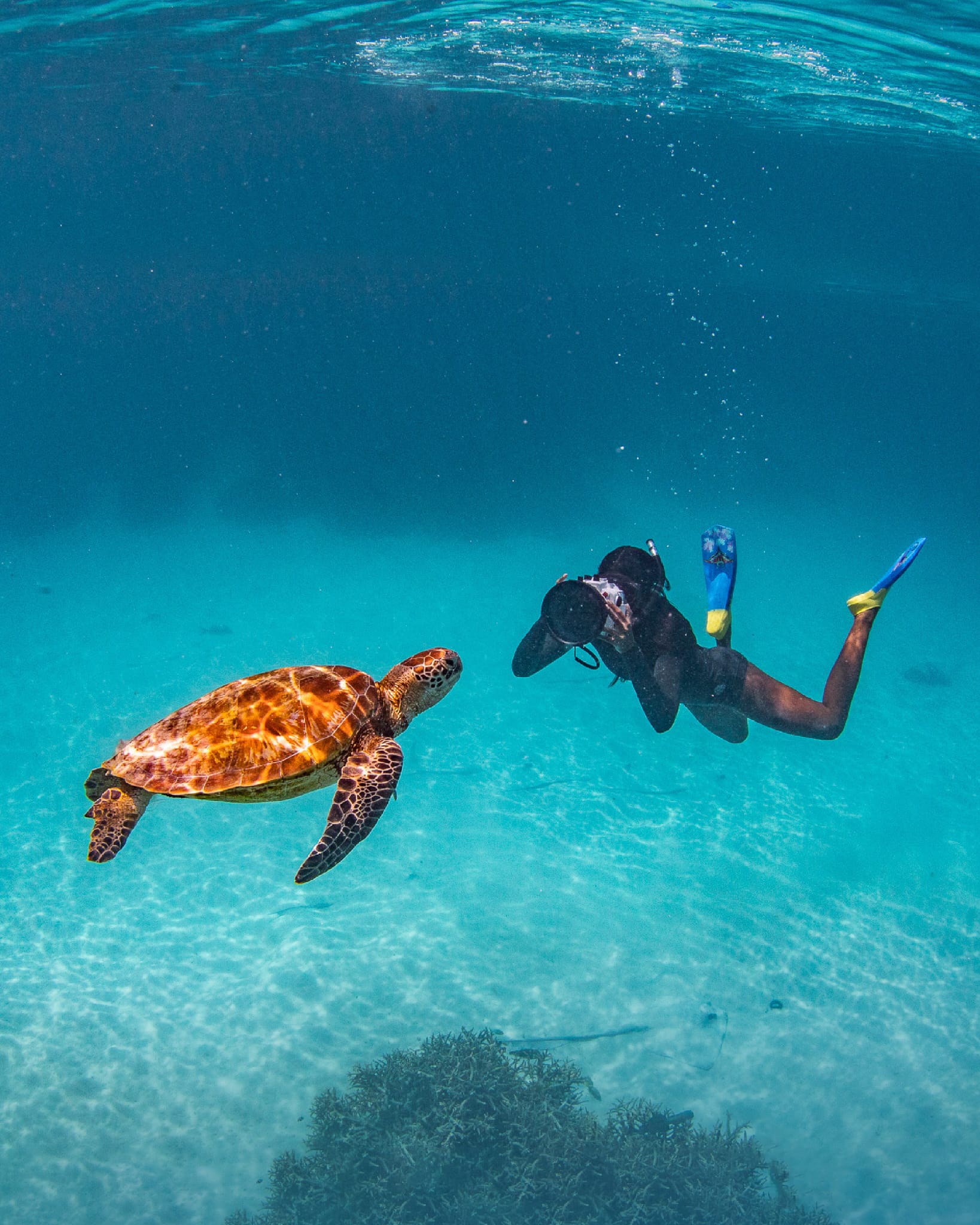 World Fisheries Day — The Secret Lives of Reef Fish